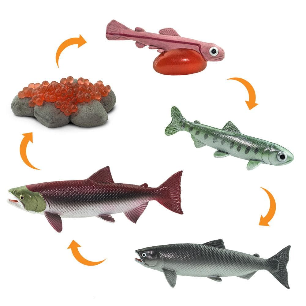 Life Cycle of a Salmon | Safariology® | Safari Ltd®