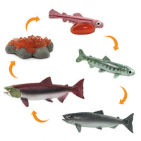 Life Cycle of a Salmon | Safariology® | Safari Ltd®