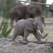 African Elephant Toy | Wildlife Animal Toys | Safari Ltd®