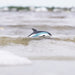 Atlantic White-Sided Dolphin Toy | Sea Life | Safari Ltd®