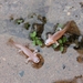 Axolotls - 192 pcs - Good Luck Minis |  | Safari Ltd®