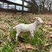 Billy Goat Toy | Farm | Safari Ltd®