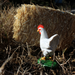 Chicken Toy | Farm | Safari Ltd®