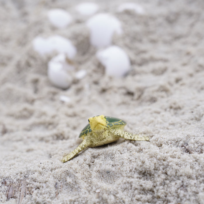 Green Sea Turtle Baby Toy | Sea Life | Safari Ltd®