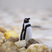 Humboldt Penguin Toy | Sea Life | Safari Ltd®