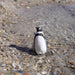 Humboldt Penguin Toy | Sea Life | Safari Ltd®