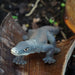 Komodo Dragon Toy | Wildlife Animal Toys | Safari Ltd®