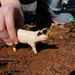 Large White Pig Toy | Incredible Creatures | Safari Ltd®