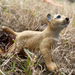 Lion Cub Toy | Wildlife Animal Toys | Safari Ltd®