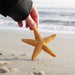 Orange Starfish Toy | Sea Life | Safari Ltd®
