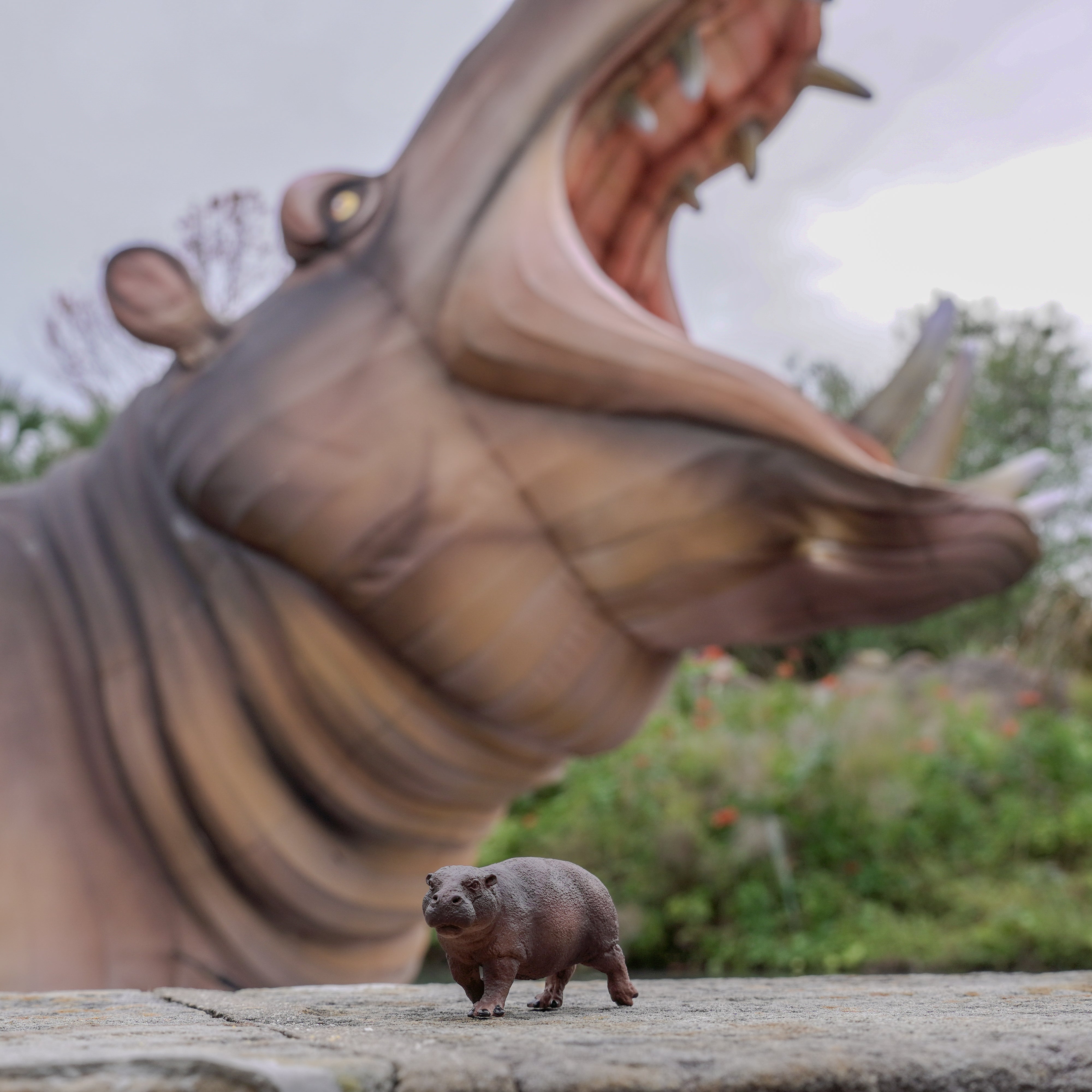 Pygmy Hippo Toy | Wildlife Animal Toys | Safari Ltd®