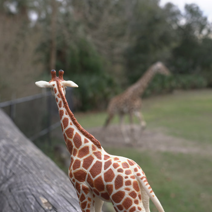 Reticulated Giraffe Toy | Wildlife Animal Toys | Safari Ltd®