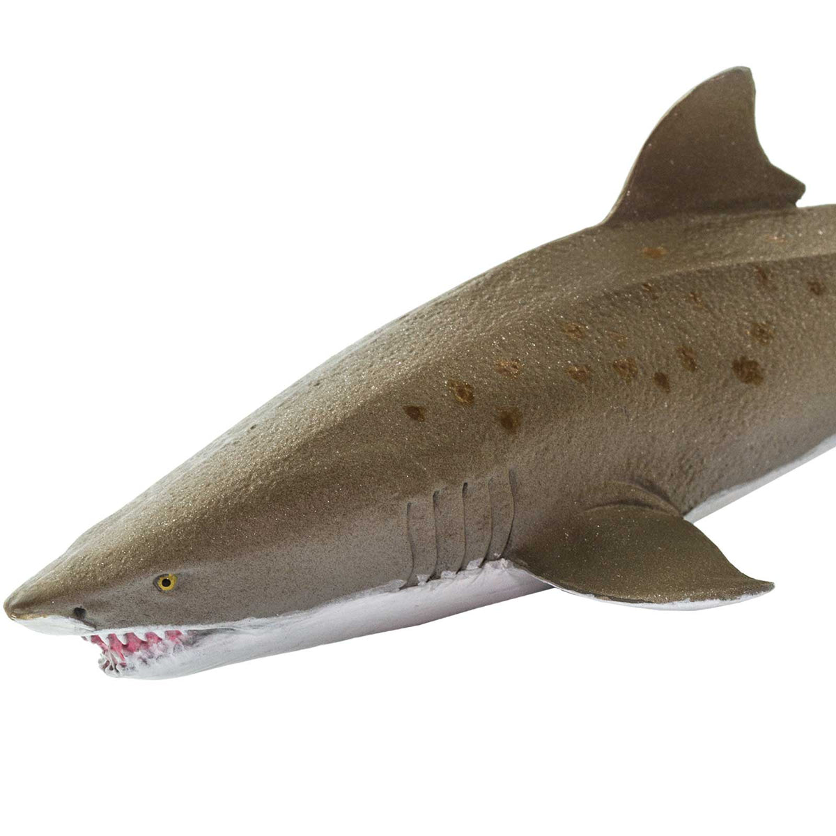 Sharky Time Bundle