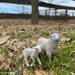 Sheep | Farm | Safari Ltd®