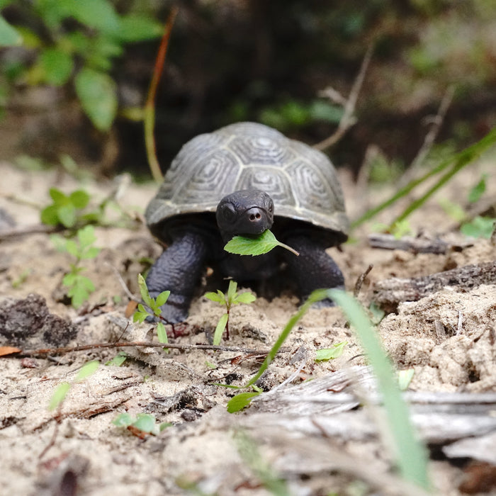 Tortoise Baby | Incredible Creatures | Safari Ltd®
