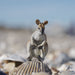 Wallaby Toy | Wildlife Animal Toys | Safari Ltd®
