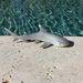 Whitetip Reef Shark Toy | Sea Life | Safari Ltd®
