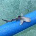 Whitetip Reef Shark Toy | Sea Life | Safari Ltd®