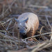 Wombat Toy | Wildlife Animal Toys | Safari Ltd®