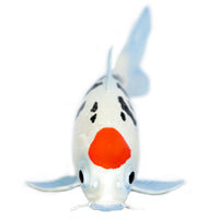 Koi Fish - Tancho Toy | Incredible Creatures | Safari Ltd®