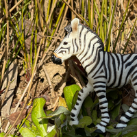Zebra Foal Toy | Wildlife Animal Toys | Safari Ltd®