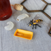 Life Cycle of a Honey Bee | Safariology® | Safari Ltd®