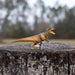 Daspletosaurus Toy | Dinosaur Toys | Safari Ltd®