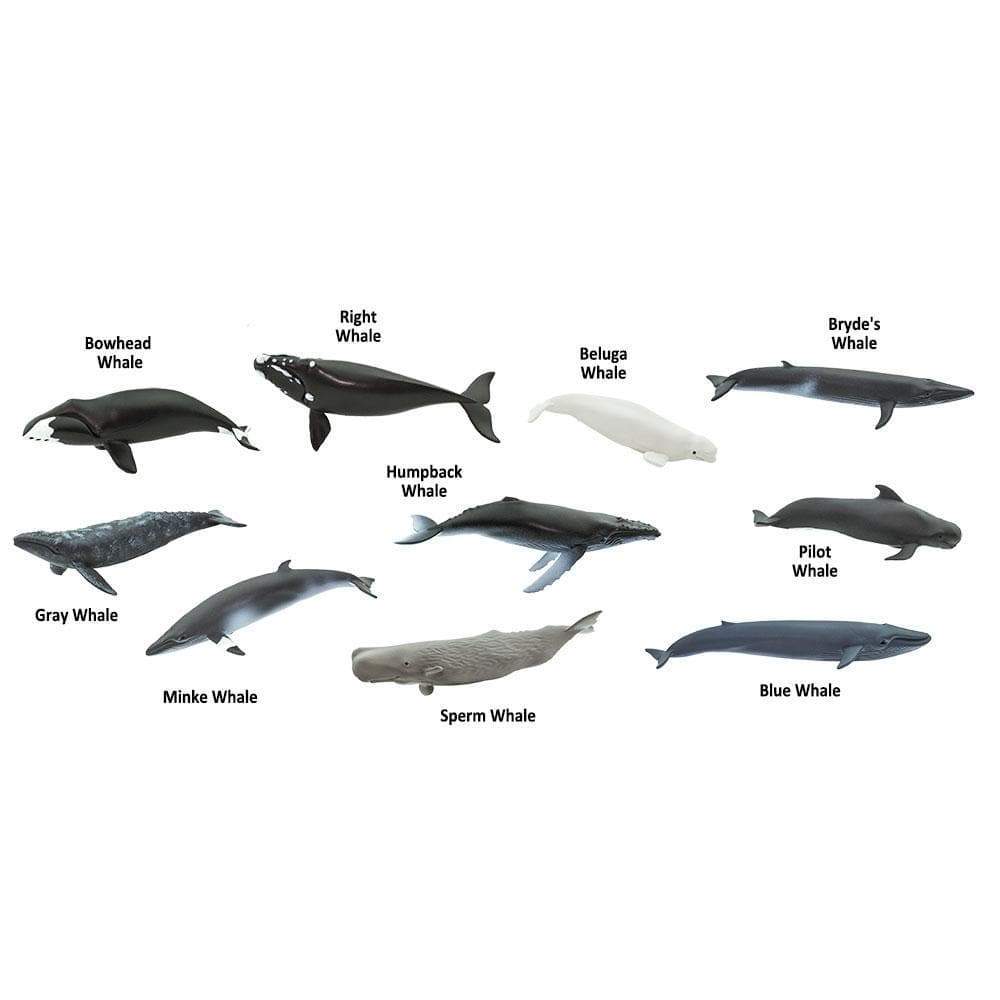 Whales TOOB® | TOOBS® - Mini Toys | Safari Ltd®