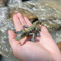 Alligator Baby Wildlife Toy Figure |  | Safari Ltd®