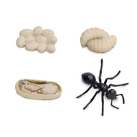 Life Cycle of an Ant - Safari Ltd®