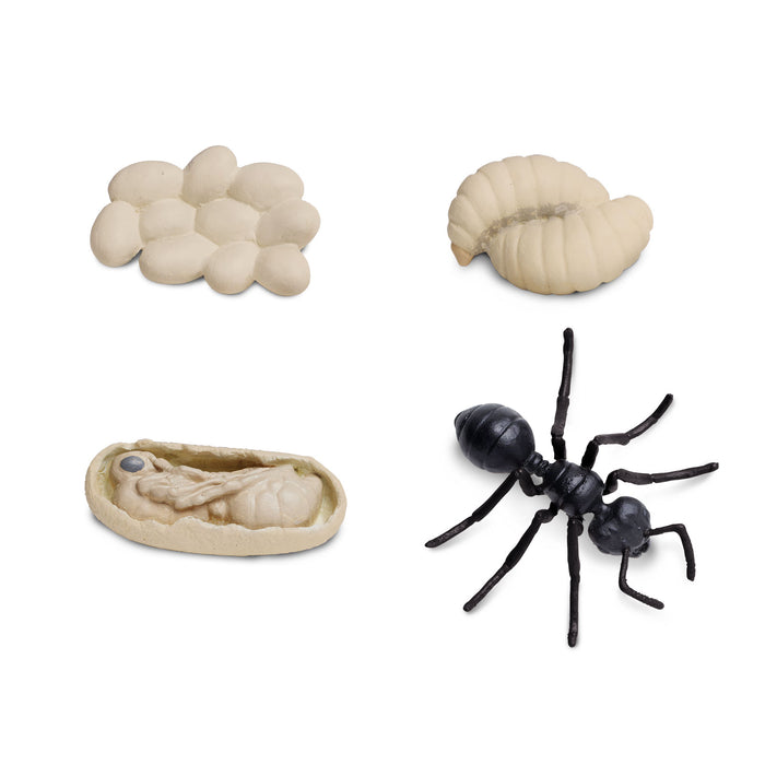 Life Cycle of an Ant - Safari Ltd®