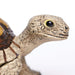 Tortoise Toy | Incredible Creatures | Safari Ltd®