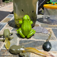 Life Cycle of a Frog | Safariology® | Safari Ltd®