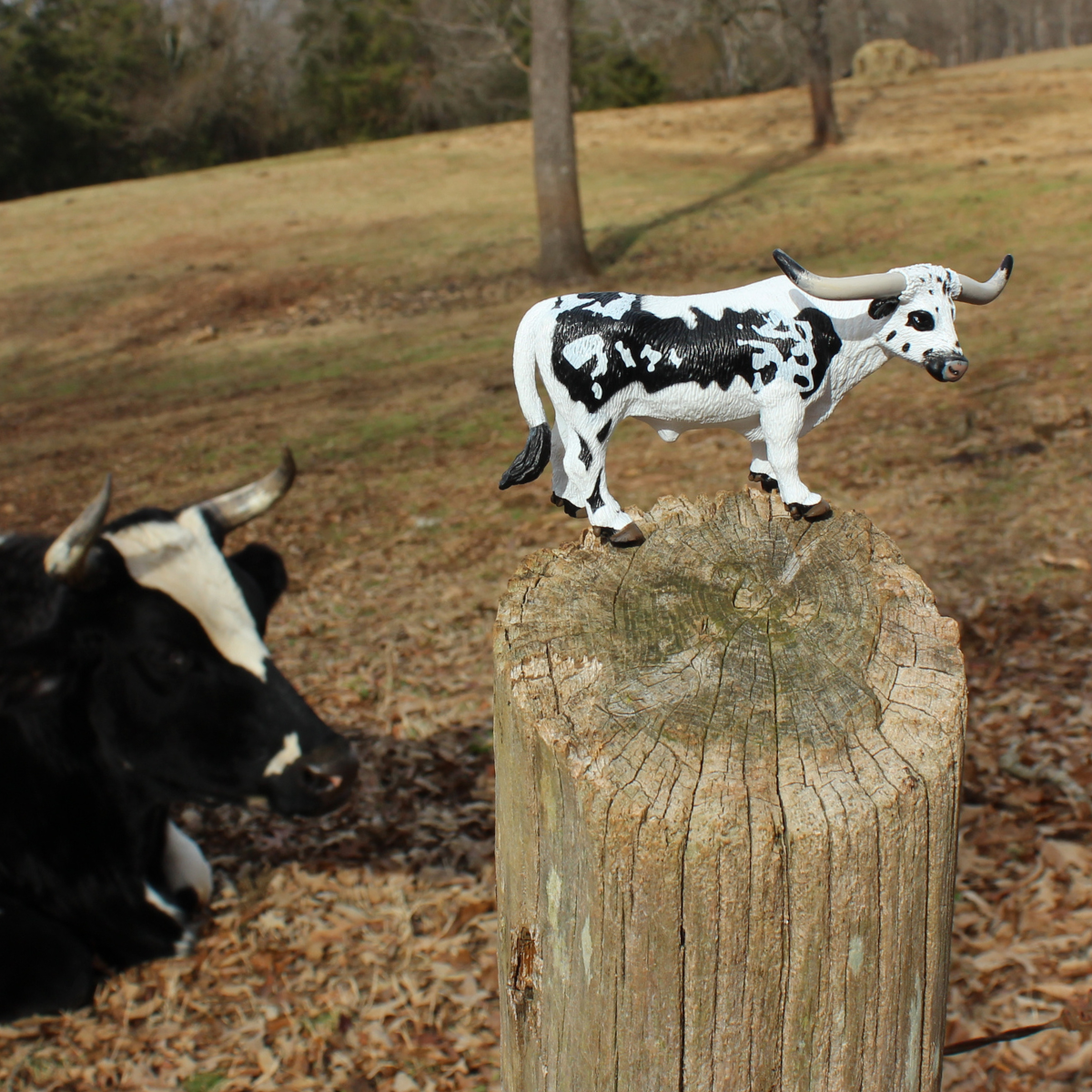 Texas Longhorn Bull Toy