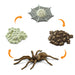 Life Cycle of a Spider - Safari Ltd®