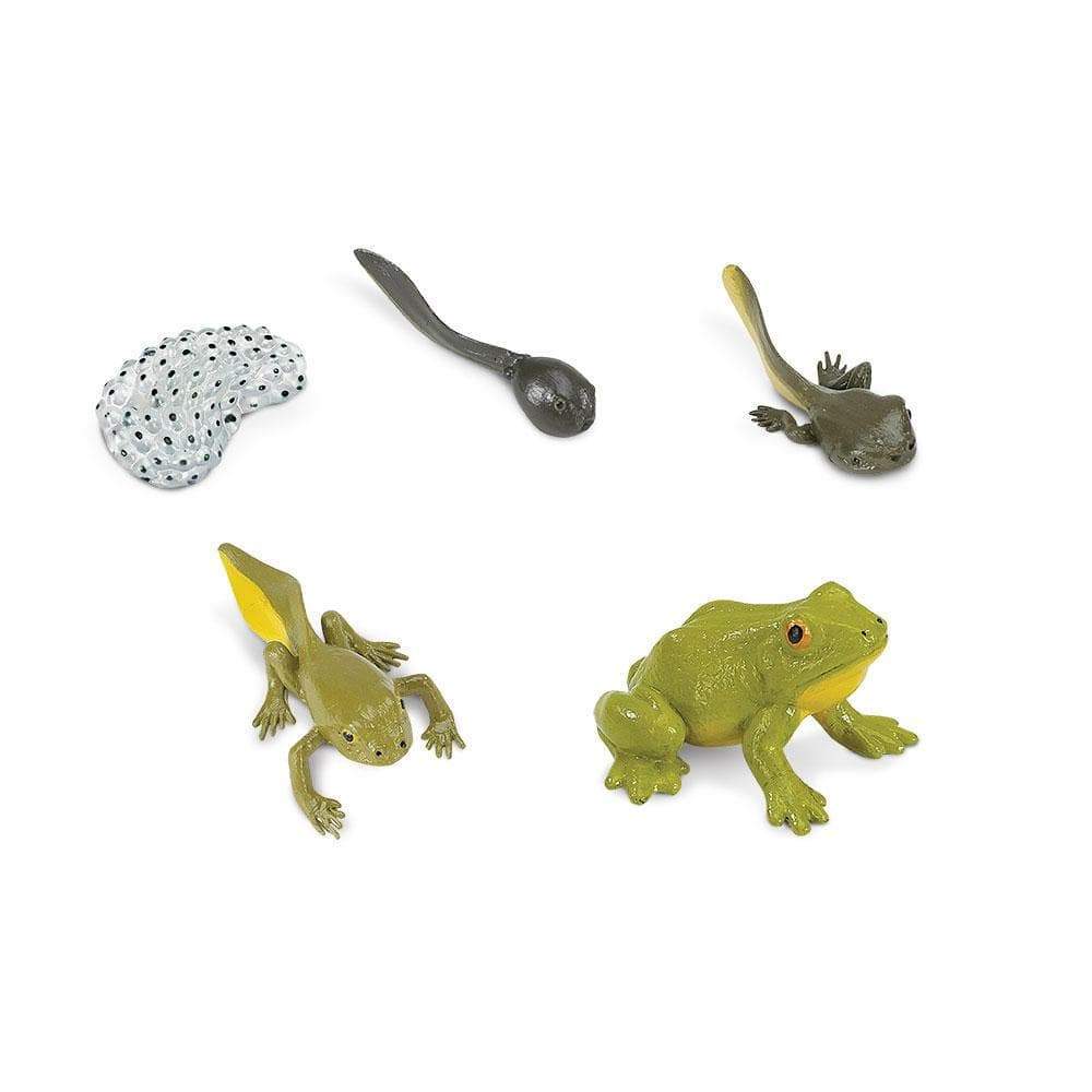 Life Cycle of a Frog | Safariology® | Safari Ltd®