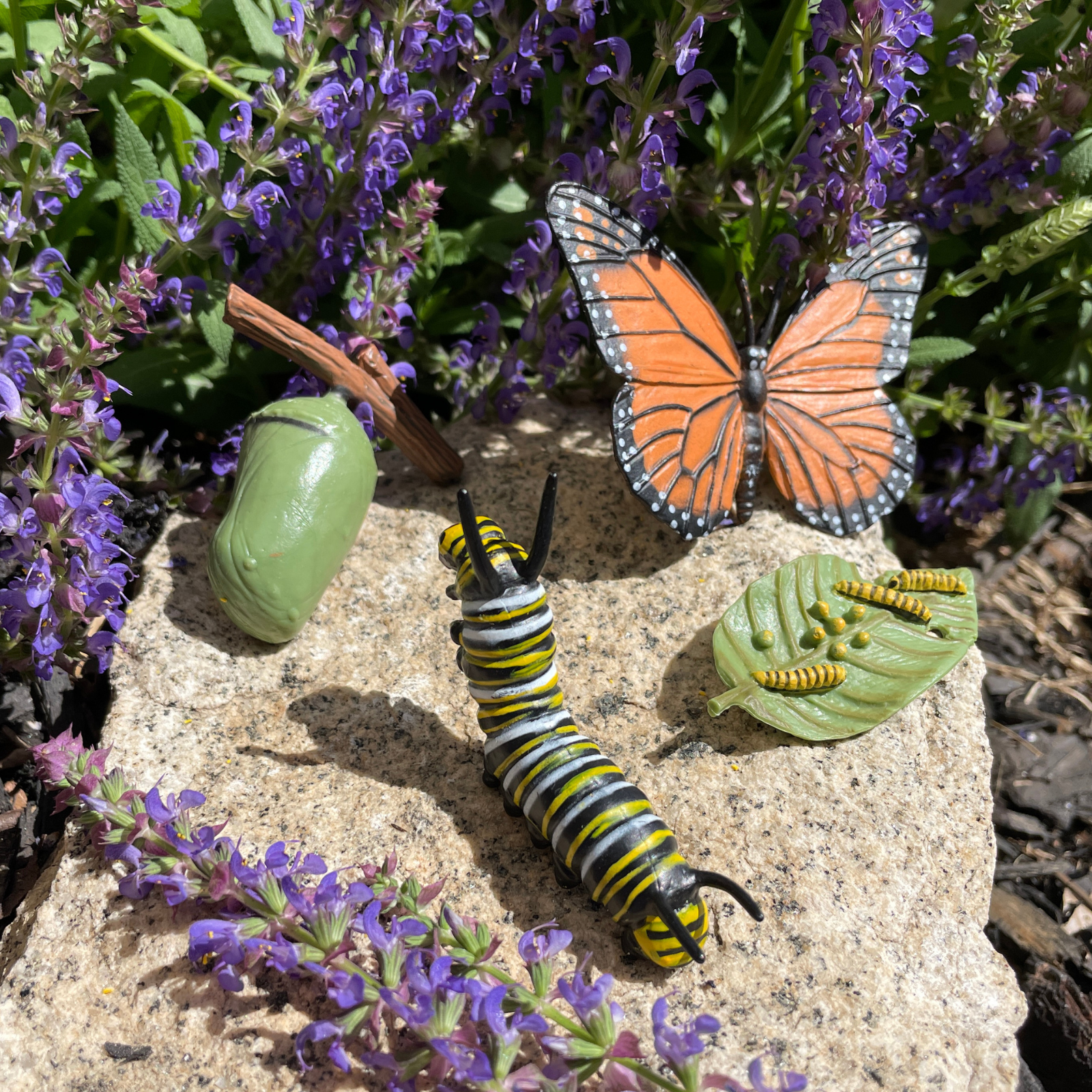 life cycle of lavender plant Life Cycle of a Monarch Butterfly Toy Set