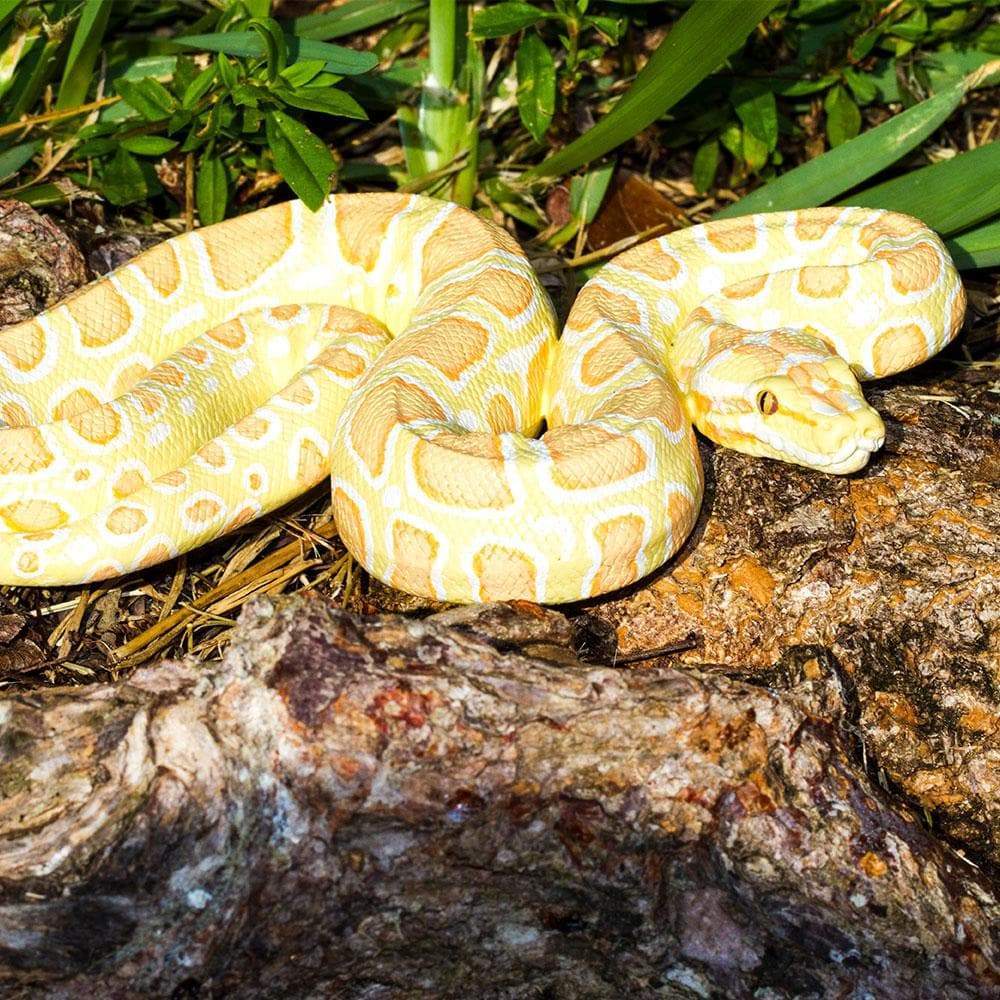 Albino Burmese Python Figure – Realistic Snake Toy for Kids, Boys and ...