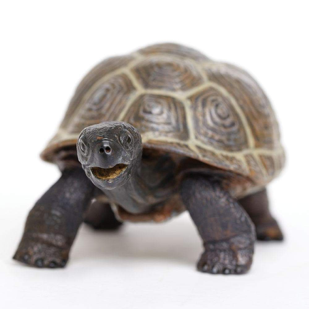 Tortoise Baby | Incredible Creatures | Safari Ltd®