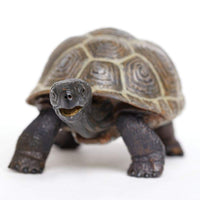 Tortoise Baby | Incredible Creatures | Safari Ltd®