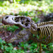 Dr. Steve Hunters GEOWorld Paleo Expedition Tyrannosaurus Rex Replica Skeleton Kit - 21 pieces |  | Safari Ltd®
