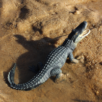 Alligator Toy | Wildlife Animal Toys | Safari Ltd®