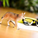 Coyote Toy | Wildlife Animal Toys | Safari Ltd®