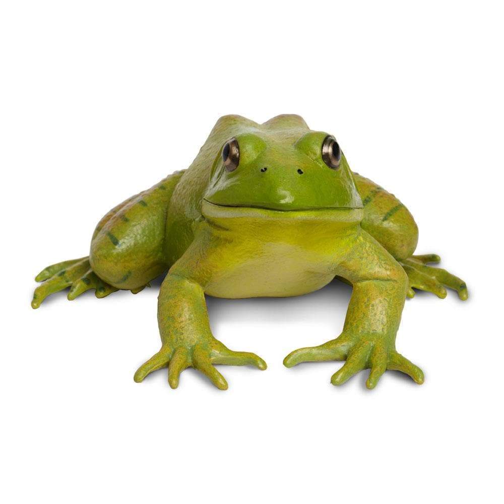 American Bullfrog Figure – Realistic Frog Toy for Kids, Boys and Girls ...