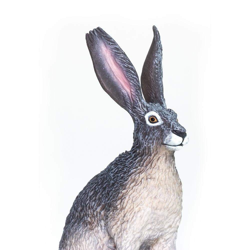American Desert Hare Toy | Wildlife Animal Toys | Safari Ltd®