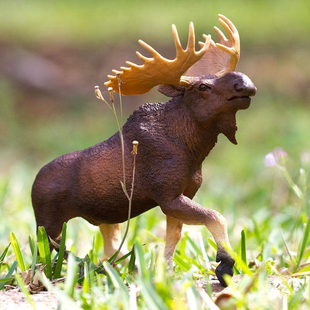 Moose Toy | Wildlife Animal Toys | Safari Ltd®