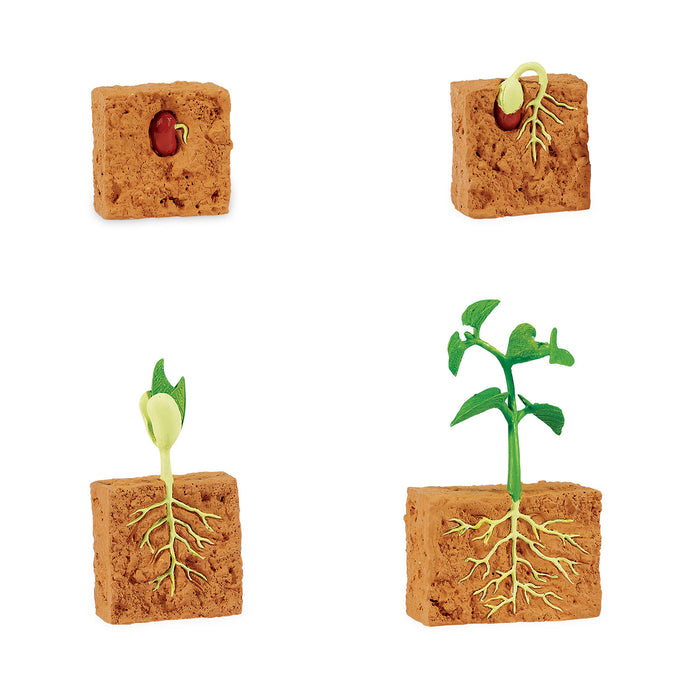 Life Cycle of a Green Bean Plant - Safari Ltd®
