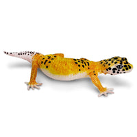 Leopard Gecko Toy Figure |  | Safari Ltd®