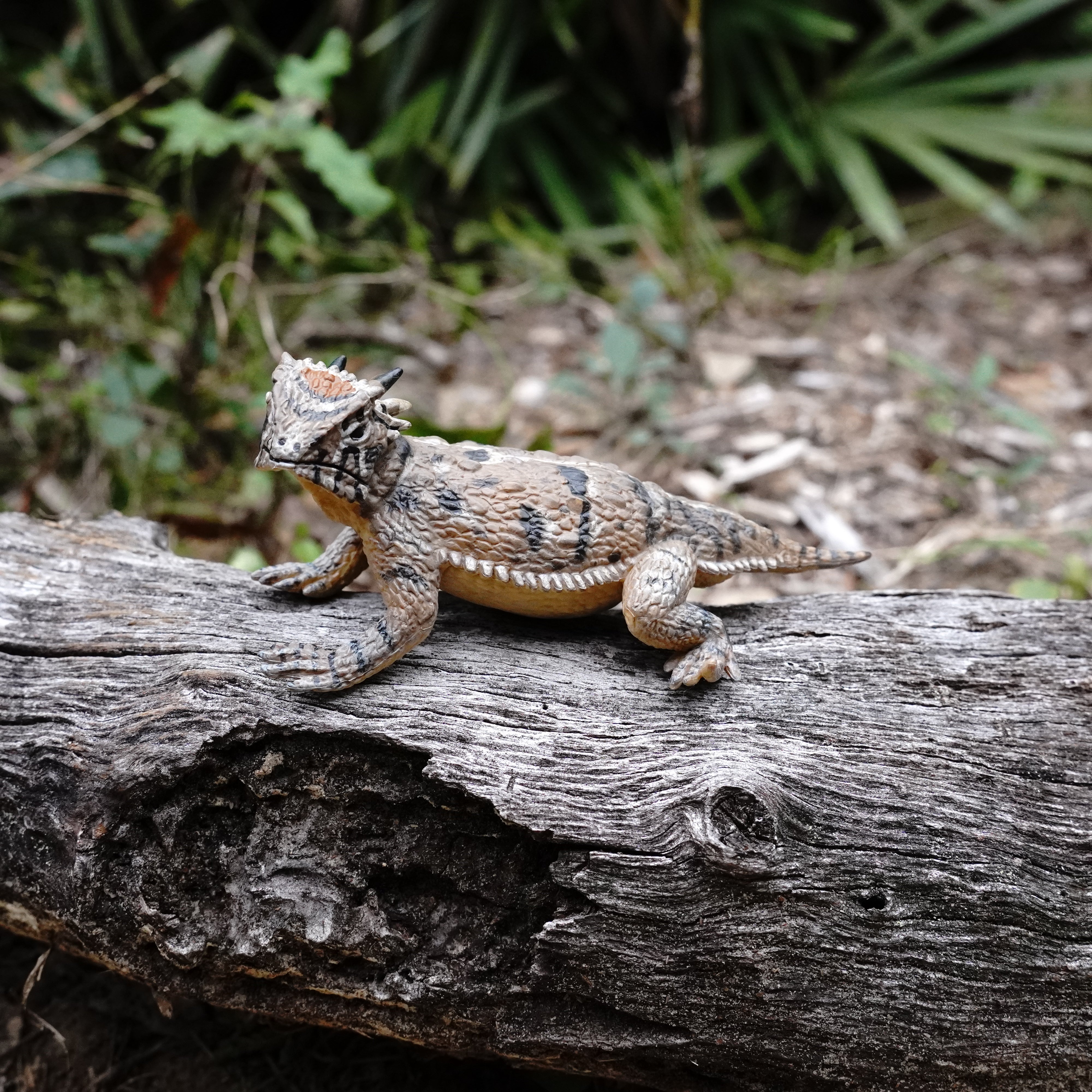 Horned Lizard Toy | Safari Ltd®