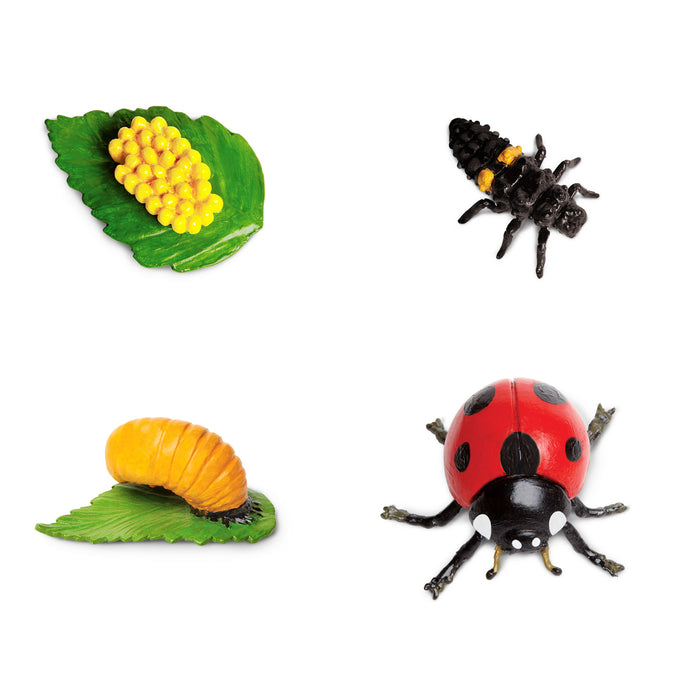 Life Cycle of a Ladybug - Safari Ltd®